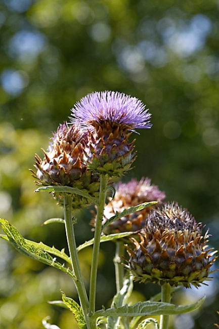 Jardin des Impressionnistes-079